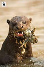 Giant Otter Amazon Endangered Animals Otters Animals
