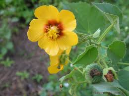 Image result for Abutilon austro-africanum