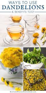 Dandelion Uses Benefits Good Healthy Recipes Dandelion Benefits Farm Fresh Recipes