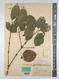 Image result for Cassipourea gummiflua