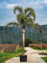 Image result for Syagrus