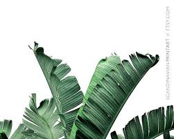 Palm leaf art, palm print, tropical wall art, minimalist, black and white leaf poster, palm leaves photography wall art printable palm decor artvueprints. Pin By Erika Wong On Botanical Drawings In 2021 Banana Leaf Art Botanical Prints Leaf Art
