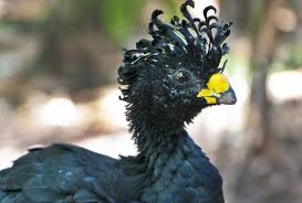 We did not find results for: 15 Birds With Snazzier Hairdos Than You
