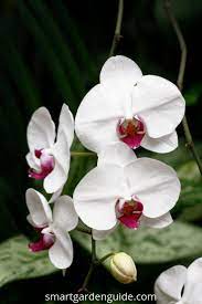 Phalaenopsis Orchid Care Orchid Care For Beginners Learn Everything You Need To Know About Growing A Phalaenopsis Orchid Care Orchid Care Phalaenopsis Orchid