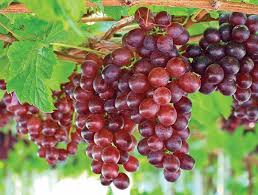 Choose from 10,262 printable design templates, like grape tree posters, flyers, mockups, invitation cards, business cards, brochure,etc. Vitis Catawba Fox Grape