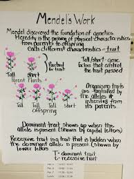 Mendel S Work Anchor Chart Anchor Charts Chart Heredity
