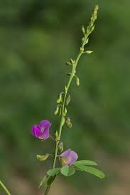 Image result for Tephrosia burchellii