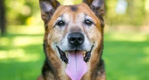 The head should be in proportion to its body. German Shepherd Mix 25 Popular Mix Breed Dogs And 6 Unusual Ones
