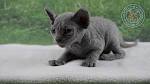 Available Sphynx Kittens For Sale & Cats For Adoption