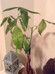 Garden Answers Plant Identification Money Tree Plant Plants Plant Identification