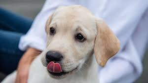 Quel est le rôle de la famille d'accueil dans le. Douze Mois Dans Les Pattes D Only Apprenti Chien Guide D Aveugle