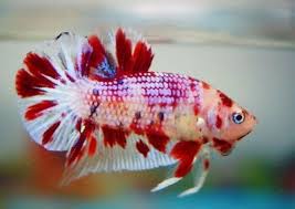 Pin On Beautiful Betta Fish