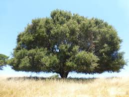 Image result for Quercus