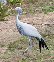Small Wild Birds Of South Africa Blue Crane South African Birds South African Animals World Birds