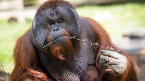 Orangutan - The Houston Zoo