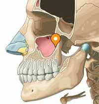 Image result for Maxillary Sinus