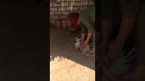 سوري يصور زوجته في ليلة الدخلة. ØªØ­Ù…ÙŠÙ„ Ø£ØºÙ†ÙŠØ© Ø§ÙŠØ±Ø§Ù†ÙŠÙ‡ ØªØ°Ø¨Ø­ Ø§Ù„Ø¨Ø· Mp3 Mp4