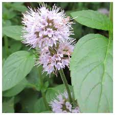 Image result for Mentha aquatica