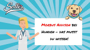 Hyperadrenokortizismus, auch morbus cushing genannt, ist neben diabetes mellitus die häufigste endokrinopathie beim hund. Morbus Addison Beim Hund Das Mussen Sie Jetzt Wissen