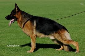 Maybe you would like to learn more about one of these? Miami German Shepherd Puppies For Sale Home Facebook