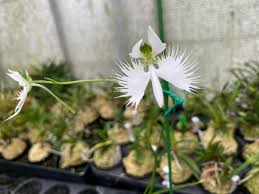 Image result for Habenaria pasmithii