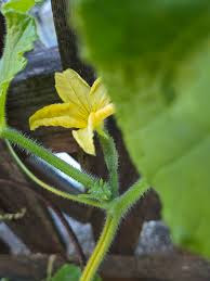Image result for female flowers cucumber