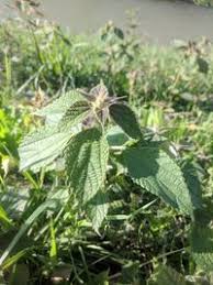 Image result for Boehmeria nivea