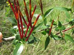 Image result for Agelanthus
