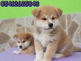 Akita Inu Ilanlari 05412625843