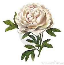 Peony Flower Illustration Flower Illustration Peony Drawing Peony Illustration