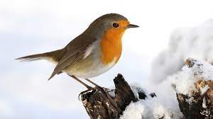 Die wintervögel machen sich rar in gärten und parks. Stunde Der Wintervogel 2021 Wie Viele Vogel Sind Noch Da Br Wissen