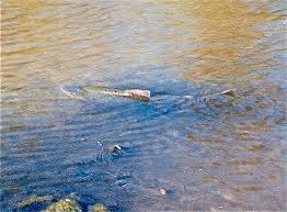 We did not find results for: Guadalupe River California Wikipedia