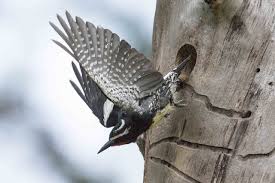 Image result for Sphaerocyperus