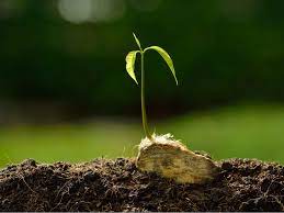 You'll notice that each seed has a tough outer shell. Planting Fruit Seeds How And When To Plant Fruit Seeds And Pits