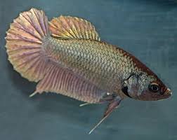 Bettas can breathe from their labyrinth organ which enables the fish to breathe from the surface. Female Betta Fish Color Variations