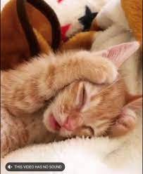 Cat Cute Gif Cat Cute Sleeping Discover Share Gifs Cats Cute Cat Gif Cute Cats
