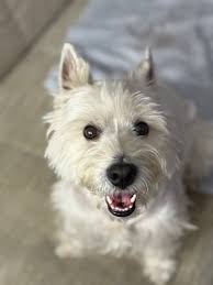 Grain treats for golden