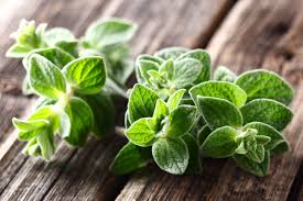 If your plant doesn't have squarish or blocky stems, it's probably not lemon balm, either. 13 Fresh Herbs And How To Use Them Epicurious