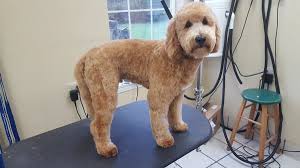 Muller veterinary hospital is the perfect place to find the best in east bay veterinarians, walnut creek veterinary hospital, veterinary acupuncture, veterinary rehabilitation. Petcare Hospital And Wellness Center 25 Photos 53 Reviews Veterinarians 4210 148th St Se Mill Creek Wa Phone Number