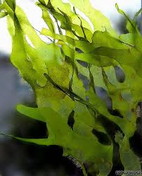 Image result for Lomariopsis