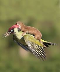 When U Run Out Of Gas And Ur Neighbor Towing U Home Animals Nature Animals Animals Friendship