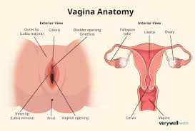 Vagina Anatomy, Function, and Whats Normal