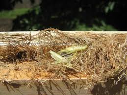 They don't sting anything other than their prey (tree crickets) and are not aggressive unless you try to handle them. Nest Of A Grass Carrying Wasp What S That Bug