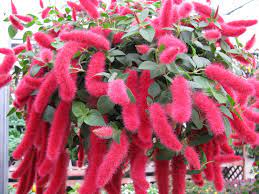 Firetail chenille plant features unusual red catkins dangling from the stems from early summer to mid fall. Firetail Chenille Plant Pahl S Market Apple Valley Mn