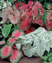 Fancy Leaf Caladium Bulb Set Of 12 Bulb Flowers Shade Plants Shade Garden Plants