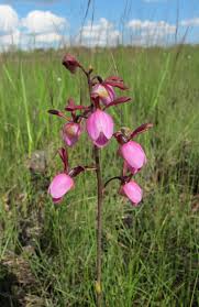 Image result for Eulophia coeloglossa