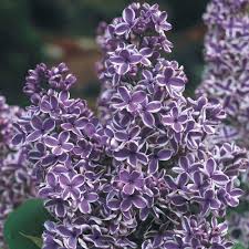 Monge lilac, starter potted plant, dark purple/red flowers, great as a accent plant, shrub, border starter plant, in dormancy 8. Deep Purple Lilac Bushes
