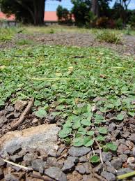 Image result for Dichondra micrantha