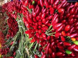 Fate seccare i i peperoncini possono essere conservati anche sott'aceto; Una Ricetta Per Conservare Sott Olio I Peperoncini Piccanti Freschi Greenme Peperoncino Piccante Peperoncini Conservare Peperoncino