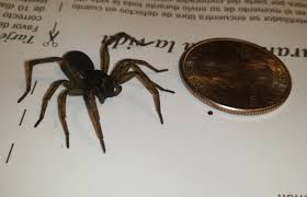Pet spiders are not the most popular type of pet. Please Help Me Idenfity And Name My New Pet Spider That I Found Neogaf